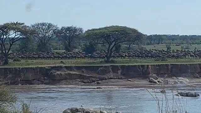 #Mara river crossing
