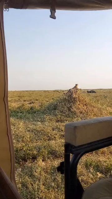 🐆