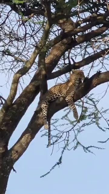 Safari in Serengeti National Park