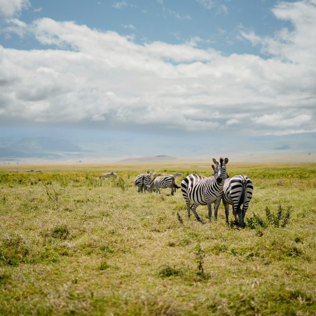 If you're deciding when to come, July is one of the strongest months in Northern Tanzania. Dry season means short grass, animals gathered at water, and the crater at its most open. It's also peak season, so vehicles and lodges book out early. Planning August or September message us now and we'll hold dates while they're open.#TanzaniaSafari #DrySeason #Ngorongoro #SafariPlanning