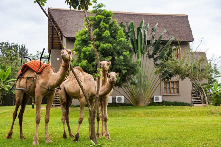 weru_weru_river_lodge