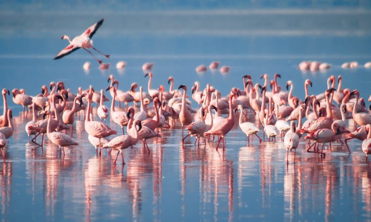 A-flock-of-flamingos-Lake-Manyara-Arusha-Tanzania