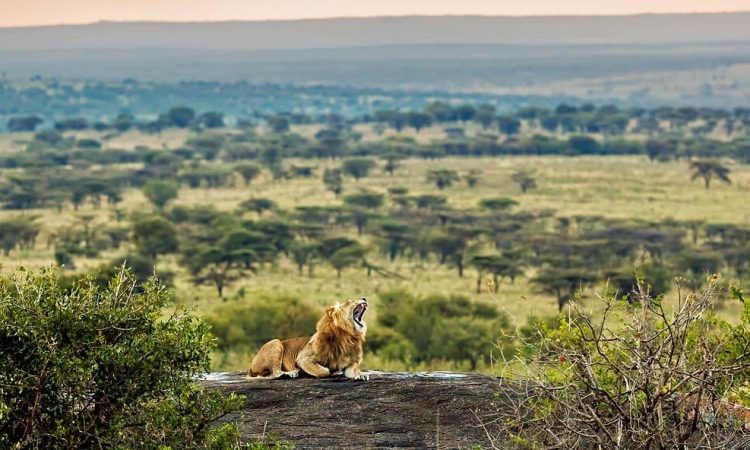 CENTRAL SERENGETI – BIG CATS & ENDLESS PLAINS