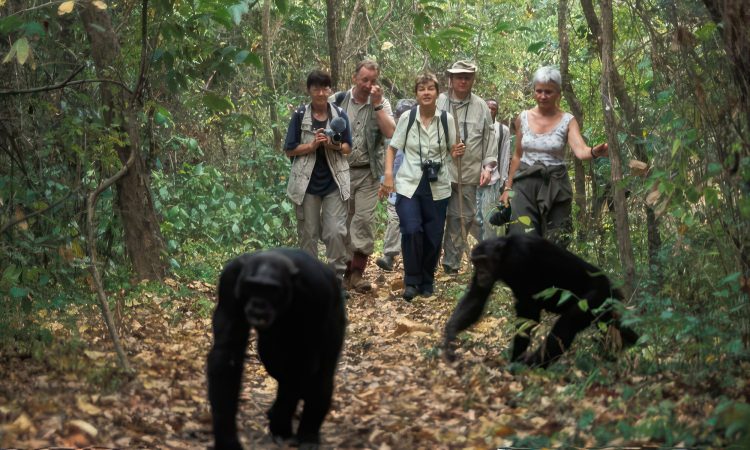 Chimpanzee trekking in Tanzania.3