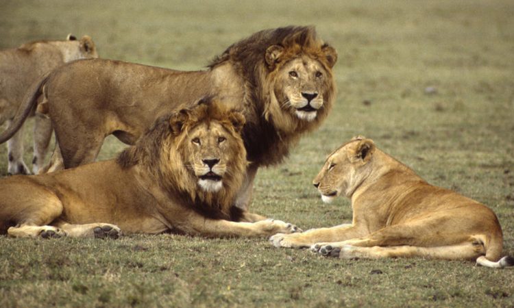 Filming_lions_in_Tanzania