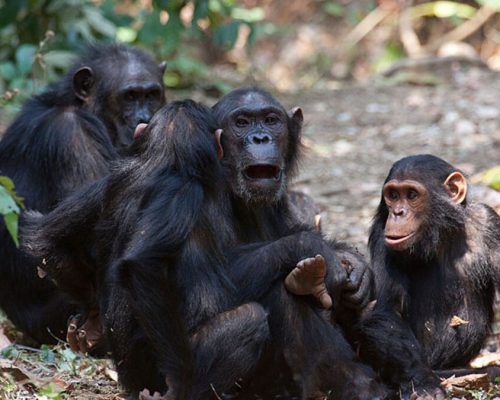 Gombe_National_Park-