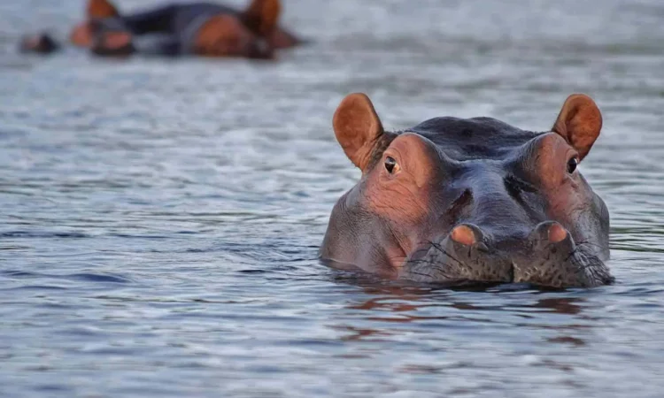 Hippo-looking-out-of-the-water-in-lake-Manyara