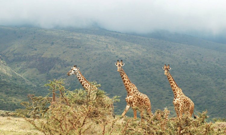 Lake_Manyara_National_Park_Giraffes_23