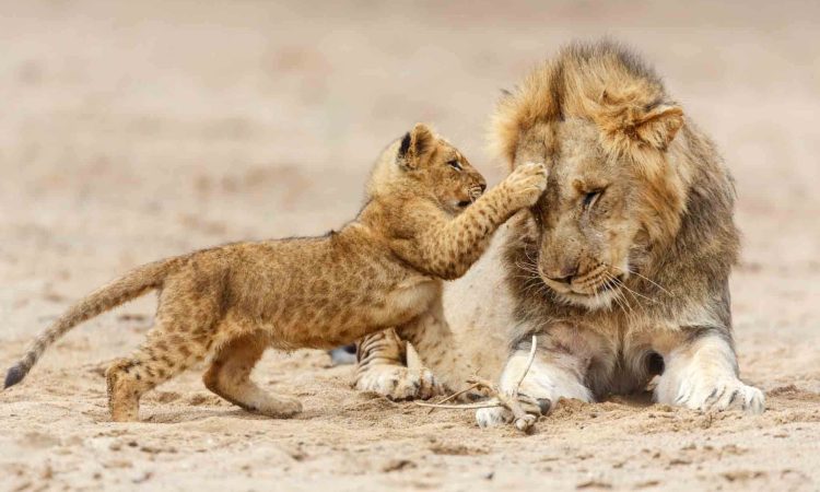 Lion-and-Cub-in-Serengeti-National