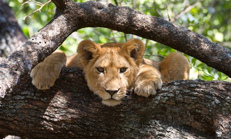 Lion-in-a-tree-in-Lake-Manyara-National-Park