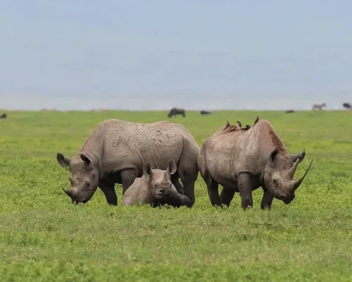 Luxury-Big-Five-Safari