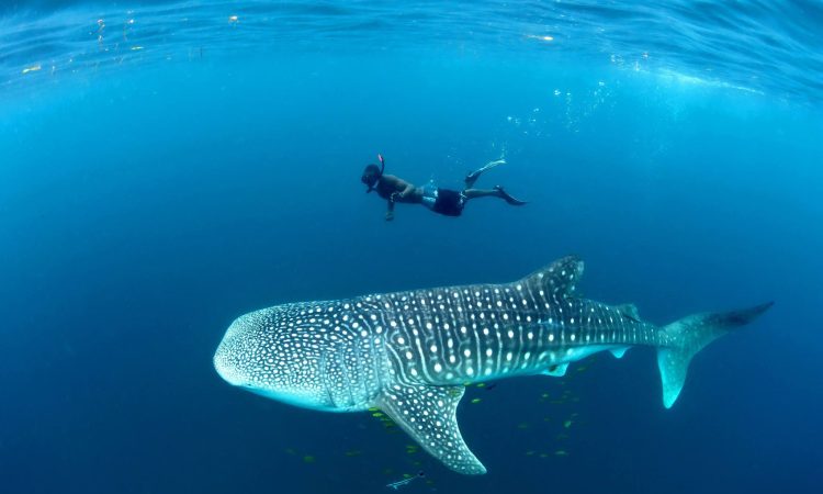 Mafia_Island_Whale_Shark_04