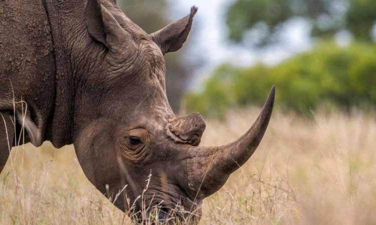 Ngorongoro-crater-rhinos
