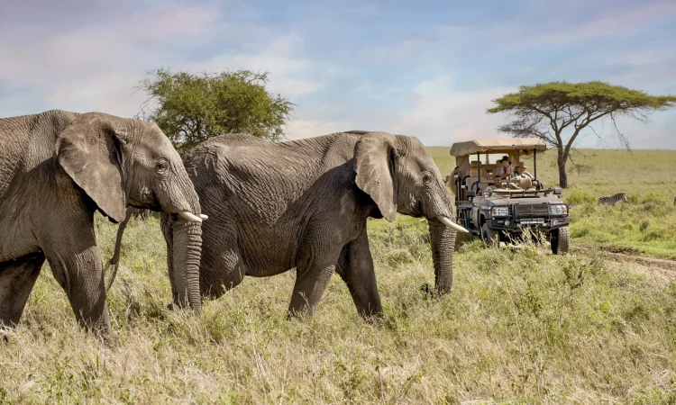 ONH-Safari-Game-Drives-Page-Banner3AA