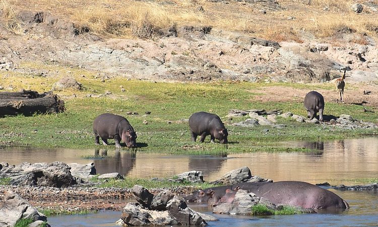 Ruaha_National_Park_Hippos_47_750_550shar-50brig-20_c1