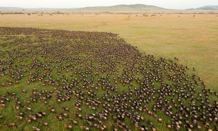 Serengeti_wildebeest_migration
