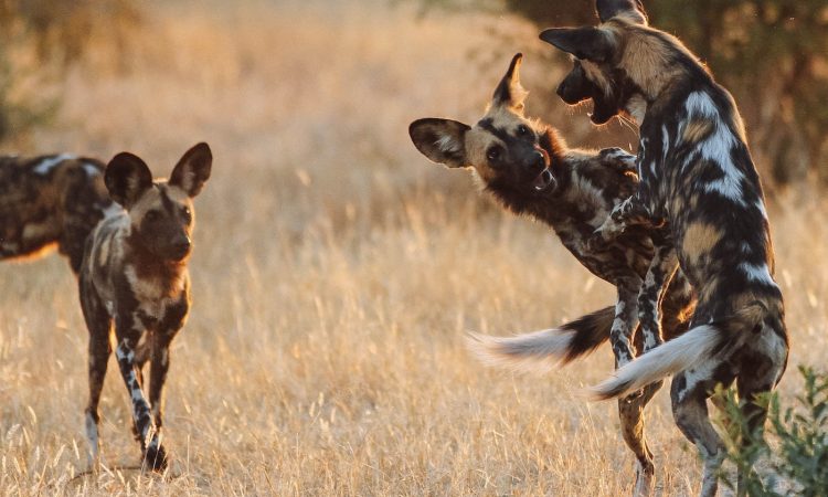 Tanzania-Ruaha-National-Park-African-Wild-Dog-Safari-Timbuktu-Travel
