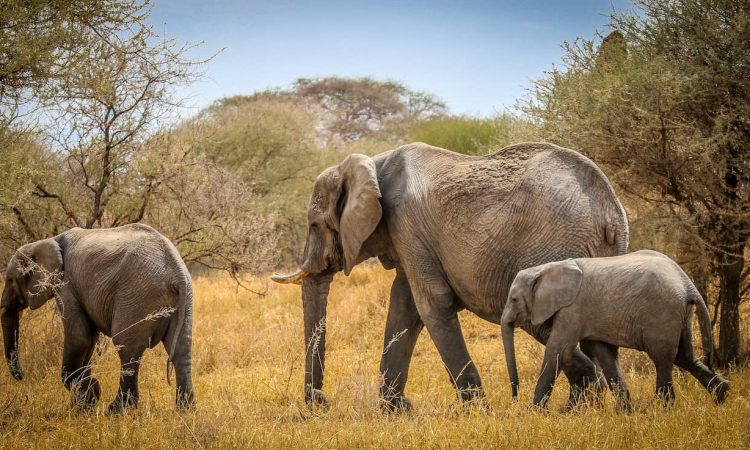 Tarangire-Elephants-