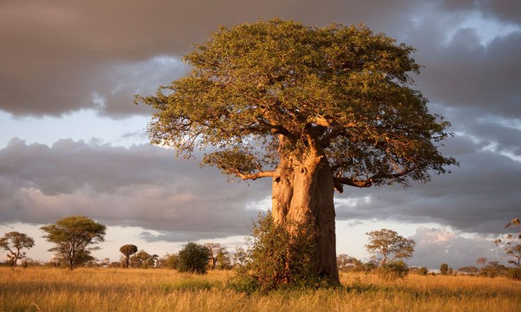 boabab-tarangire-national-park