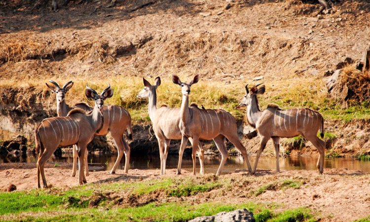 kudus-ruaha-featured