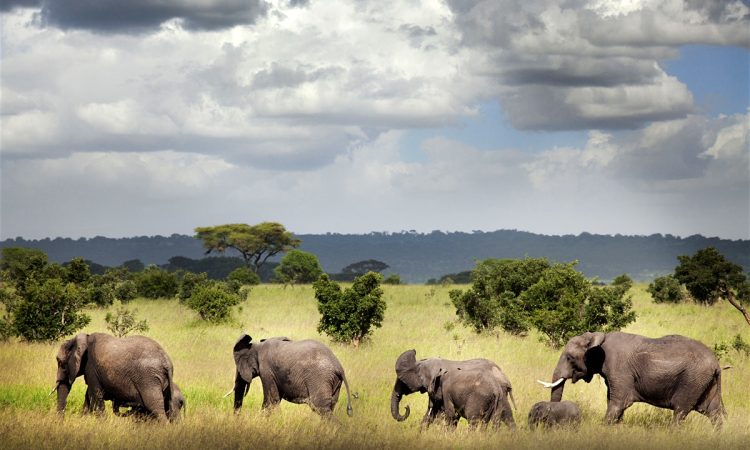 ruaha-ruaha-national-park-tanzania-destination