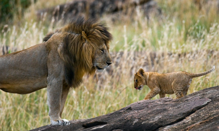 serengeti lions