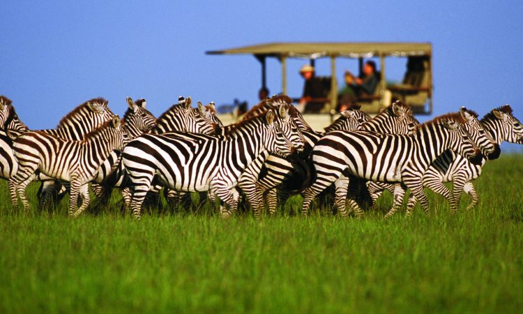 serengeti-safaris-tanzania-wildlife-adventures