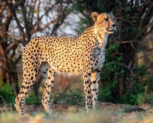 tanzania-5-day-big-five-safari-adventure