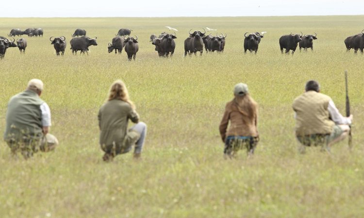 walking-safari-tour